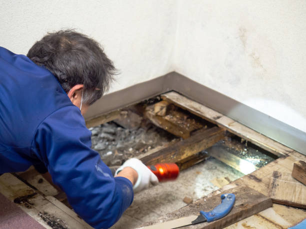 Best Residential Mold Remediation in Elgin, TX