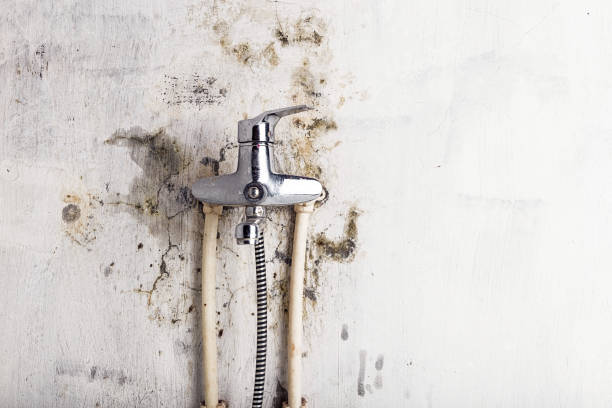 Best HVAC Mold Remediation in Elgin, TX