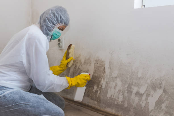 Best DIY Mold Remediation Support Services in Elgin, TX