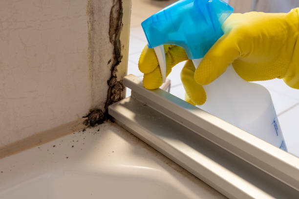 Best White Mold Remediation in Elgin, TX