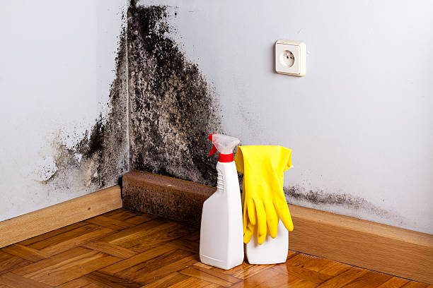 Best Post-Flood Mold Remediation in Elgin, TX