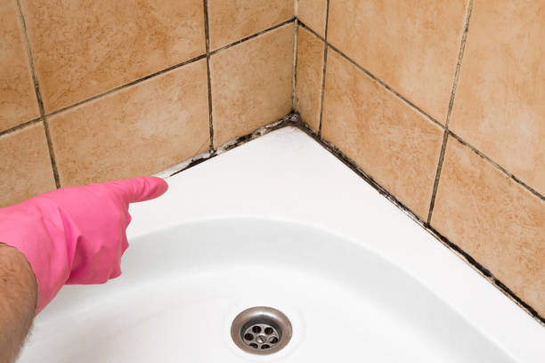 Best Black Mold Remediation in Elgin, TX